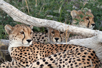 Tuli Safari Lodge Mashatu: Geparden