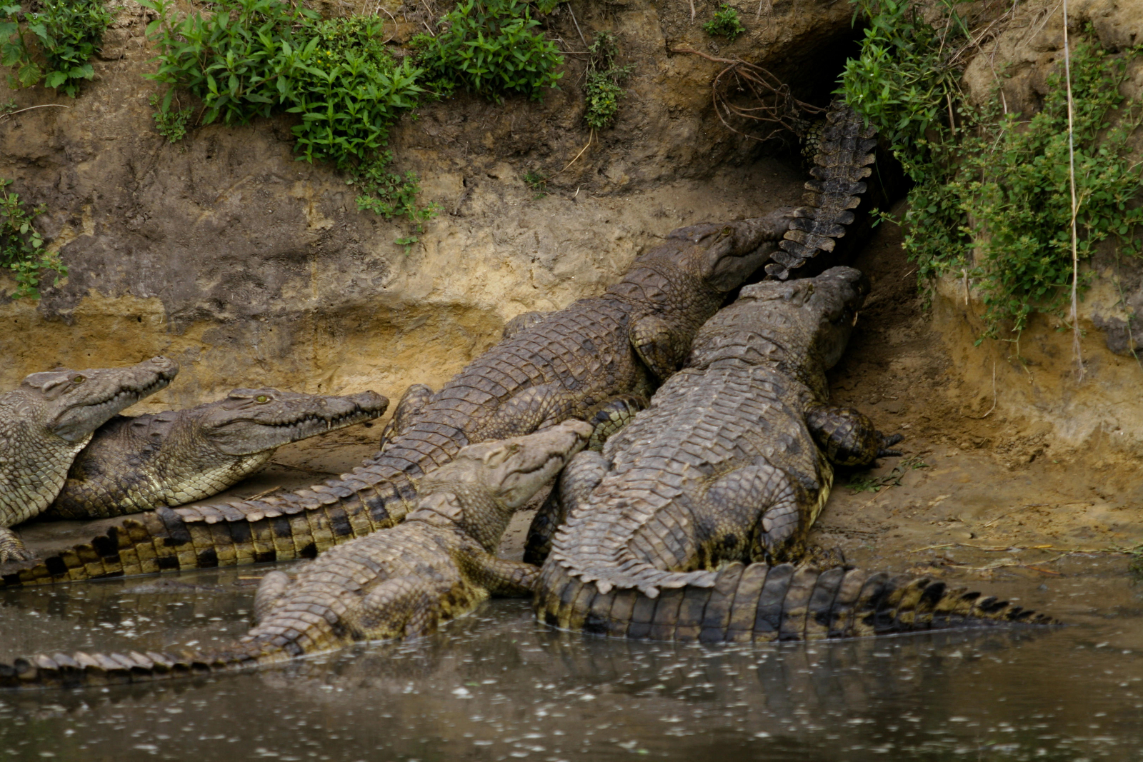 Mbali Mbali Katavi Camp Mbali Mbali Katavi Camp: Krokodilrudel