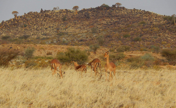 Mesosaurus Fossil Camp: Impalas
