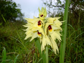 Mihingo Lodge: Orchidee