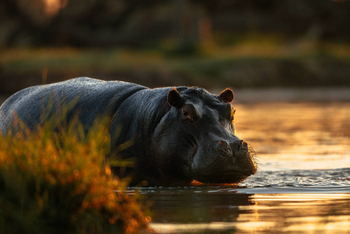 Mogotlho Safari Lodge Mogotlho Safari Lodge: Nilpferd