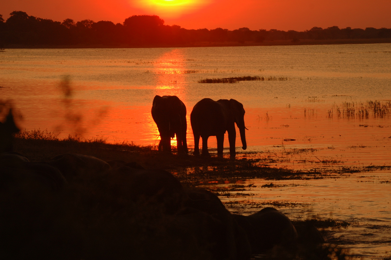 Muchenje Safari Lodge Muchenje Safari Lodge: Elefanten im Sonnenuntergang