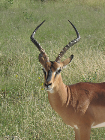 Namutoni Camp: Schwarznasenimpala