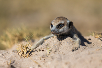 Camp Kalahari Camp Kalahari: Begegnung mit Erdmännchen