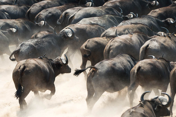 Robin Pope Safaris Robin Pope Safaris: Fliehende Büffel