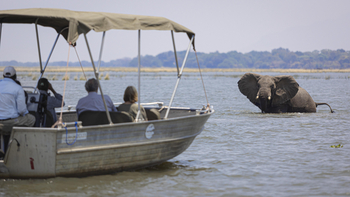 Royal Zambezi Lodge: Bootsfahrt mit Elefant im Wasser