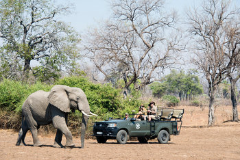 Shenton Safaris: Game Drives