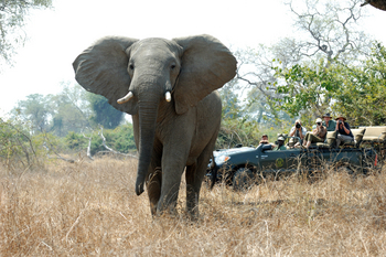Shenton Safaris: Game Drives