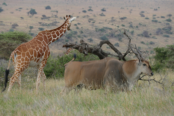 Sirikoi Lodge Sirikoi Lodge: Eland und Giraffe