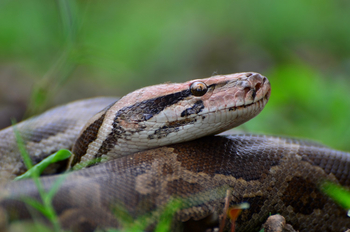 Syna Tiger Resort: Python