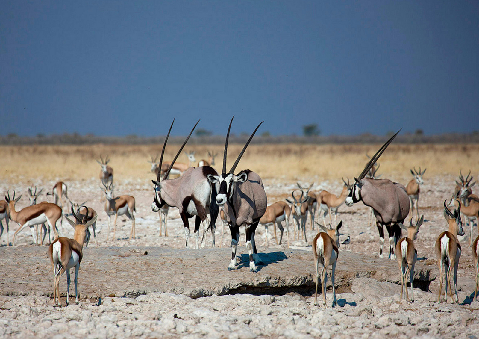Taleni Etosha Village Taleni Etosha Village: Springböcke und Oryx
