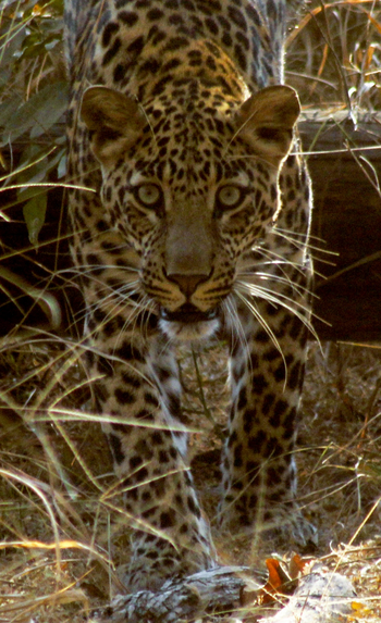 Tathastu Resort Pench: Leopard