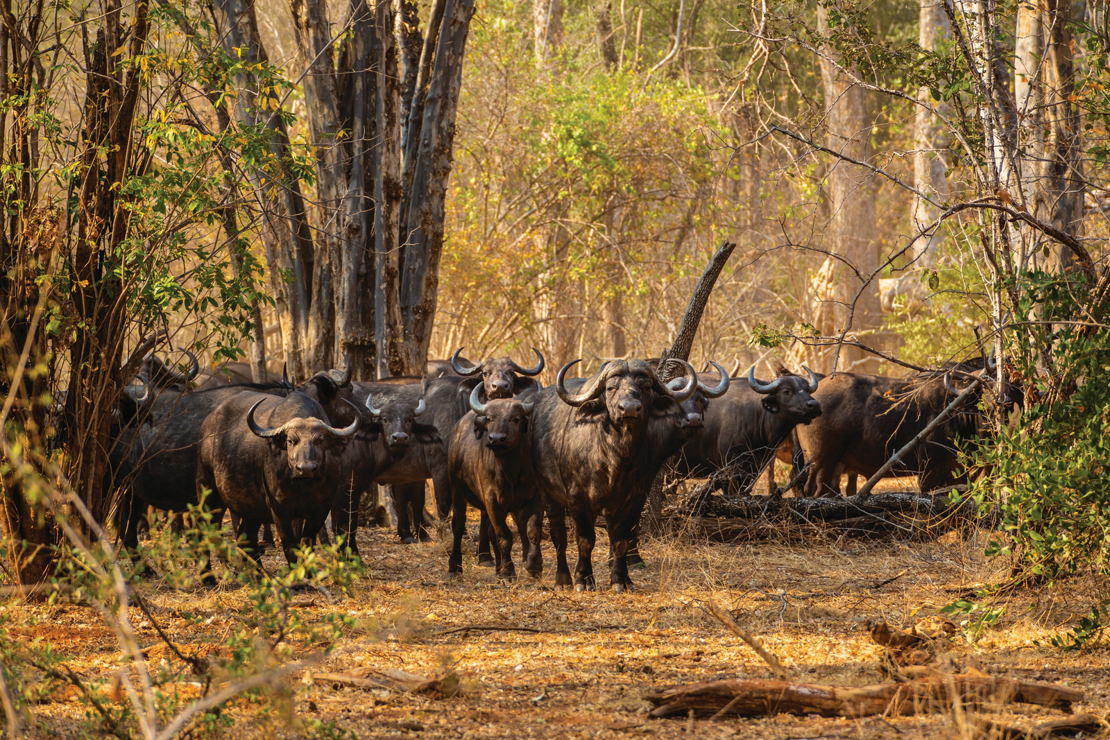 Tembo Plains Camp Tembo Plains Camp: Wasserbüffelherde im Wald