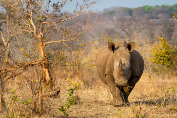 Toka Leya Camp Toka Leya Camp: Nashorn frontal