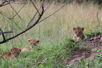andBeyond Sandibe Okavango Safari Lodge: Löwenbabies