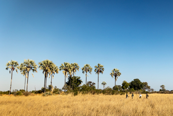 Abu Camp Abu Camp: Safari durch hohes Gras