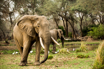 Amanzi Camp: Alter Elefant