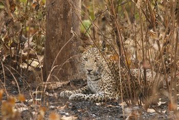 Aramness Aramness: Leopard im Gebüsch