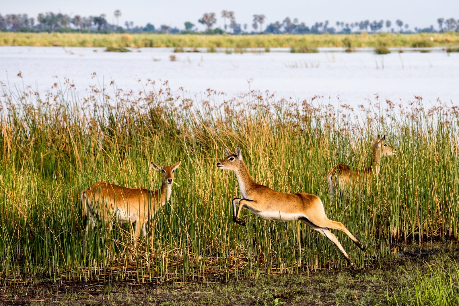 Linyanti Tented Camp Linyanti Tented Camp