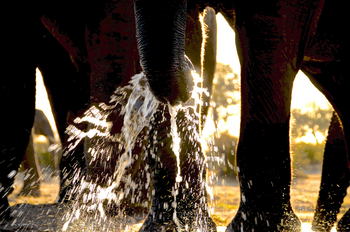 Camelthorn Lodge Camelthorn Lodge: Wasserrüssel