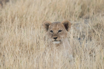 Chief's Island: Löwenbaby