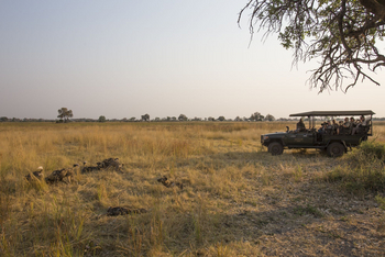 Duba Explorers Camp: Wildhundbeobachtung