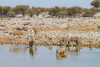 Eagle Tented Lodge: Oryx, Zebra, Kudu, Impala