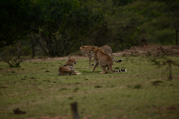 Entim Masai Mara: Geparden