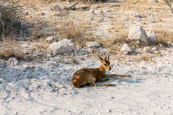 Etosha Oberland Lodge Etosha Oberland Lodge: Dik Dik