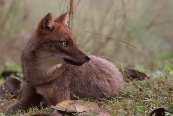 Flame of the Forest Safari Lodge: Aufmerksamer Wildhund
