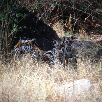 Flame of the Forest Safari Lodge: Tigerfamilie