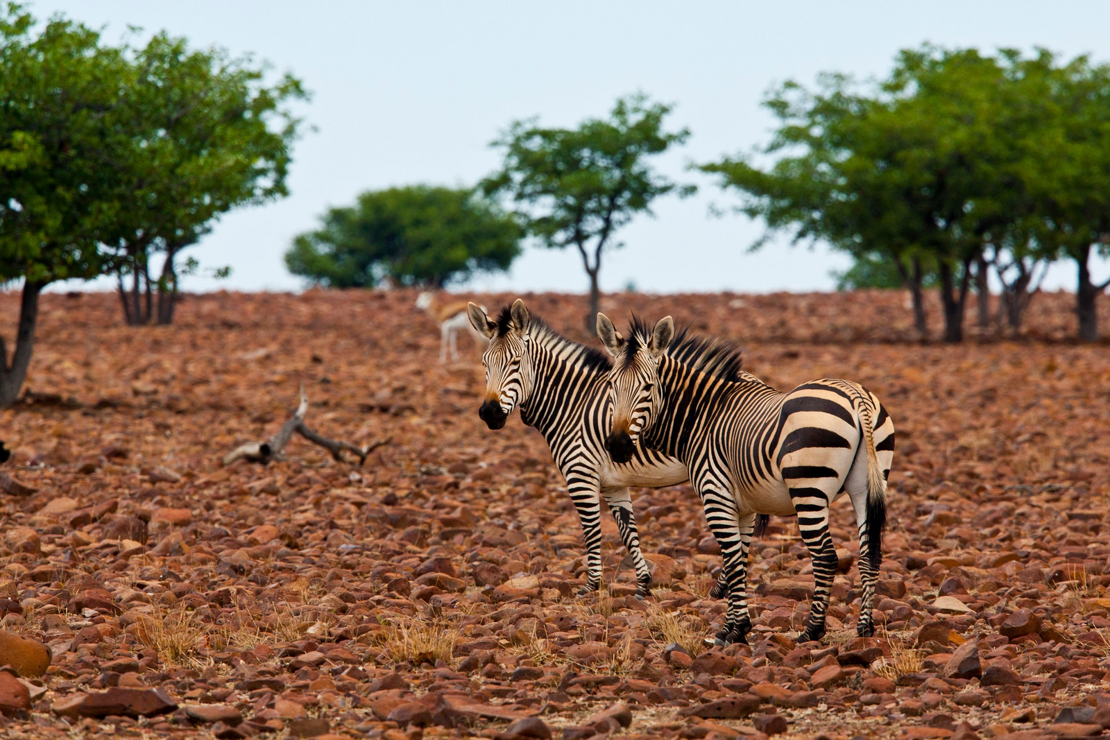 Grootberg Lodge Grootberg Lodge: Bergzebras