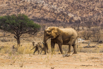 Hobatere Lodge: Elefantenkuh mit Kalb