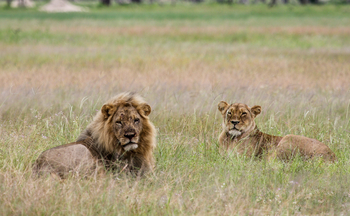 Imvelo Safaris Imvelo Safaris: Löwe und Löwin Nahaufnahme