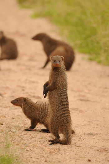 Kichaka Wild Camp: Streifenmanguste