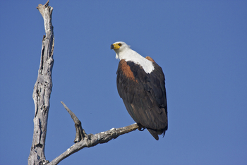 Konkamoya Lodge: Fischadler