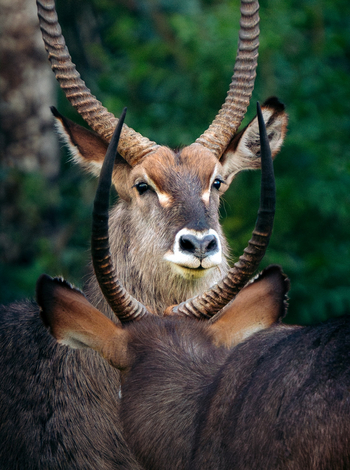Koroi Forest Camp: Zwei Wasserböcke