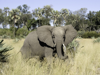 Kwetsani Camp: Elefant