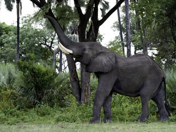 Kwetsani Camp: Elefant