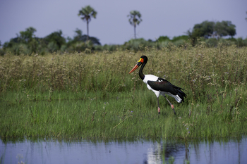 Kwetsani Camp: Sattelstorch