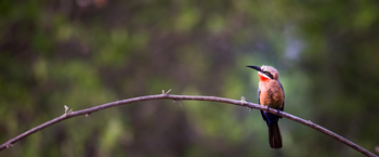 Little Vundu Camp Little Vundu Camp: White-fronted Bee-Eater
