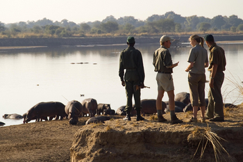 Luangwa Bush Camping Luangwa Bush Camping: Hippos