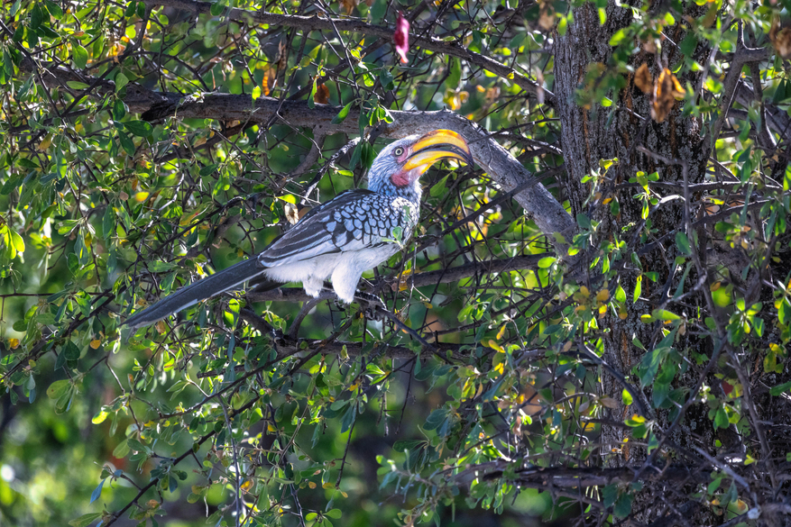 Mushara Game Drive