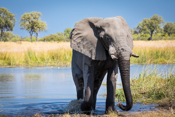 Okavango Explorers Camp Okavango Explorers Camp: Elefant am Spillway
