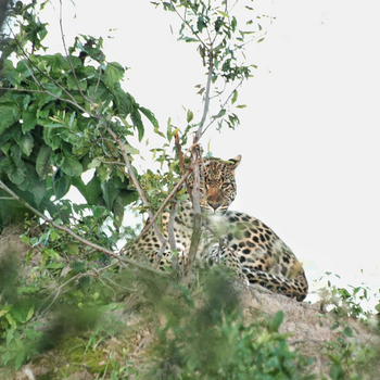 Old Drift Lodge: Leopard im Baum