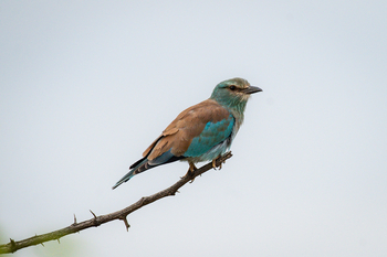 Olkeri Camp: European Roller