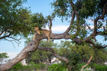 Pom Pom Camp: Löwin im Baum