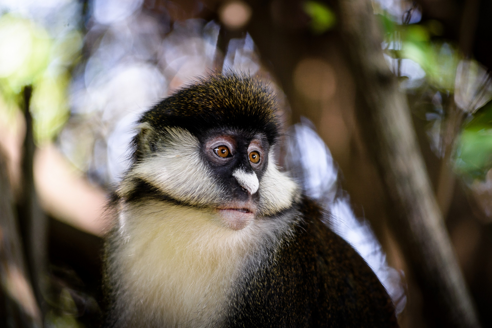Sanctuary Olonana Sanctuary Olonana: Red-tailed Monkey