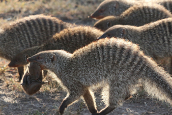 Saruni Mara Camp: Mangusten mit kostbarer Fracht