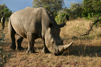 Saruni Mara Camp: Nashorn in Ol Chorro Sanctuary